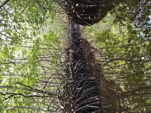 Nusa Lembongan - Mangrove Forest