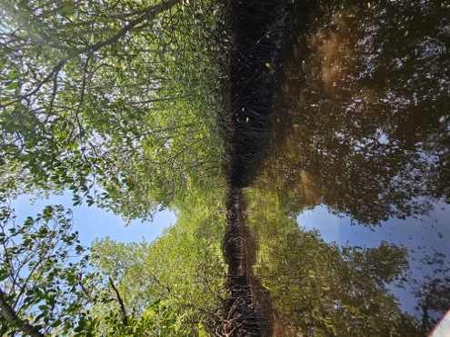 Nusa Lembongan - Mangrove Forest