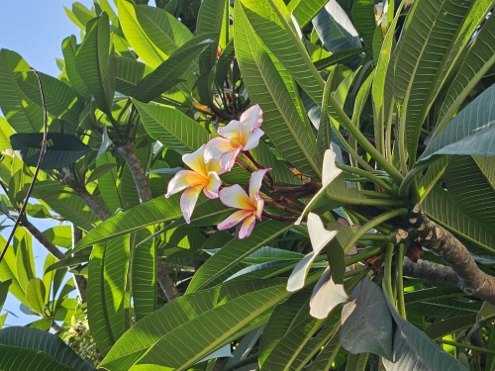 Nusa Lembongan - Innenansichten