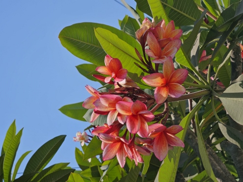 Nusa Lembongan - Innenansichten