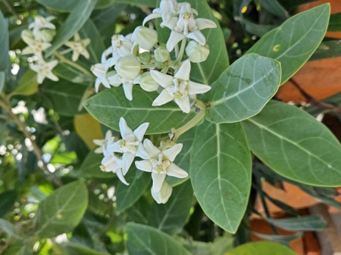 Bali - am Strand von Sanur