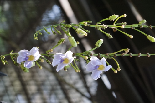 Bogor - Botanischer Garten