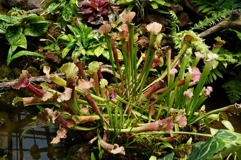 Bogor - Botanischer Garten