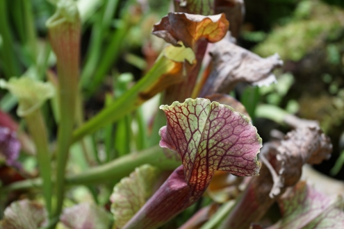 Bogor - Botanischer Garten