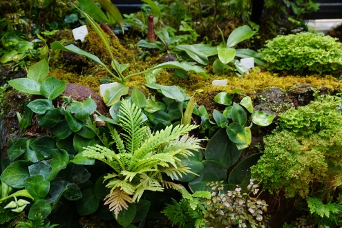 Bogor - Botanischer Garten