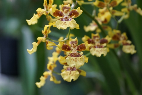 Bogor - Botanischer Garten