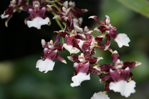 Bogor - Botanischer Garten