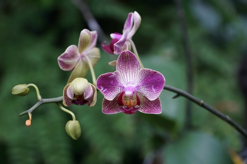 Bogor - Botanischer Garten