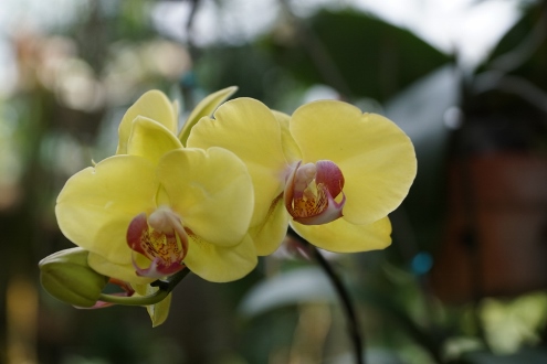 Bogor - Botanischer Garten