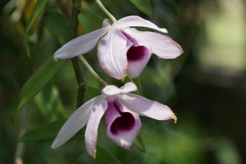 Bogor - Botanischer Garten