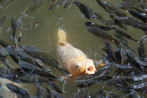 Bali - Tirta Gangga - Kleine Fische