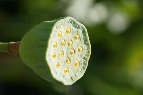 Bali - Wasserpalast Taman Tirta Gangga