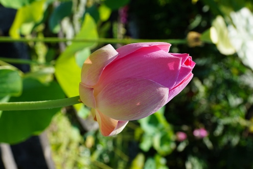 Bali - Wasserpalast Taman Tirta Gangga
