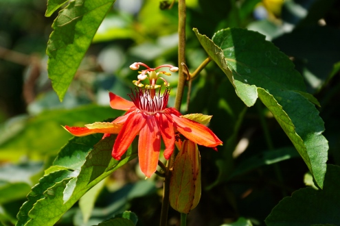 Bali - Wasserpalast Taman Tirta Gangga