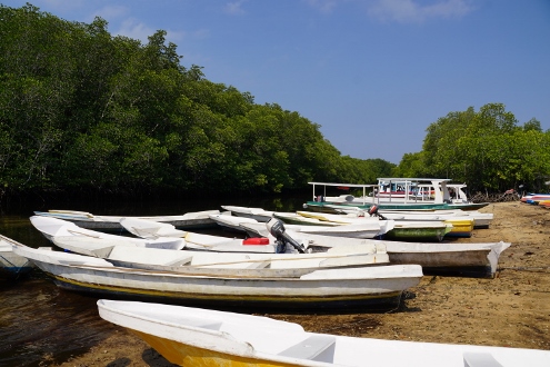 Nusa Lembongan - Mangrove Forest