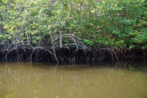 Nusa Lembongan - Mangrove Forest