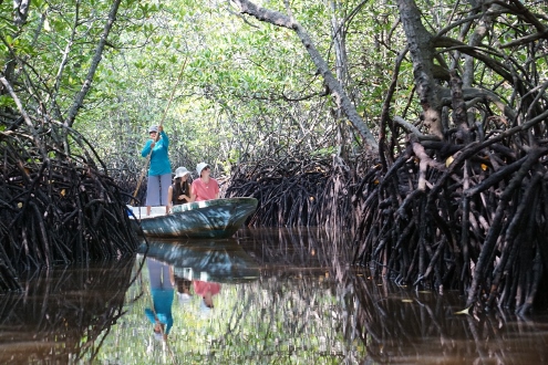 Nusa Lembongan - Mangrove Forest