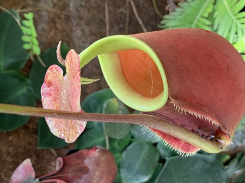 Bogor - Botanischer Garten