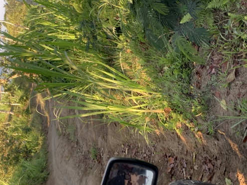 Bali - wilde Abfahrt vom Bukit Cemara