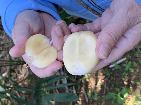 Bali - Salakplantage