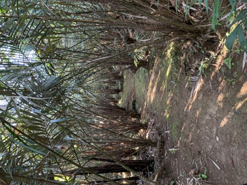 Bali - Salakplantage