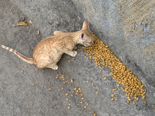 Gili Meno - Raubtierfütterung