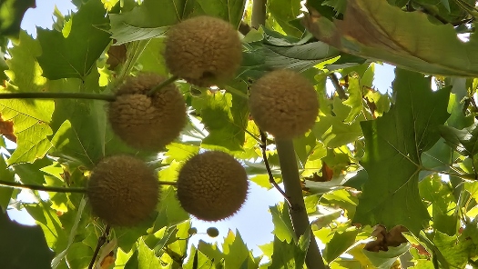 Freitagsmoschee von Kokand