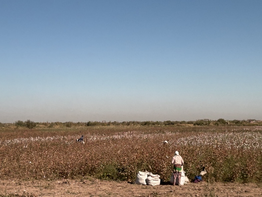 Baumwollernte, reine Handarbeit