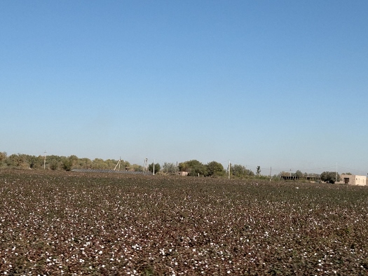 Baumwolle soweit das Auge reicht