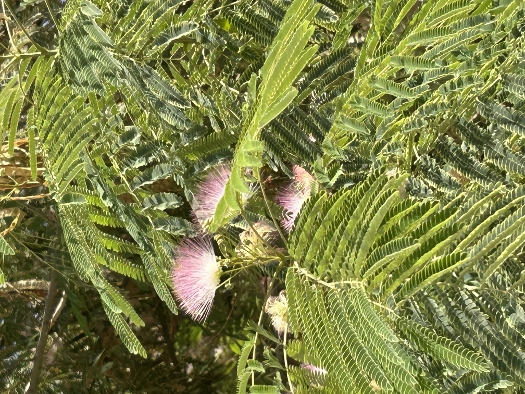 Viel Grün hier in der Wüste