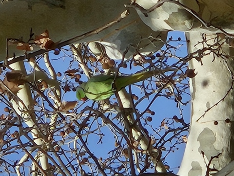 Mönchssittiche - zahlreich und lautstark in Barcelona