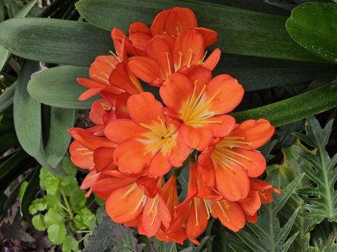 Hivernacle - Parc de la Ciutadella