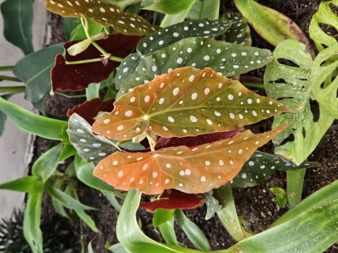 Hivernacle - Parc de la Ciutadella