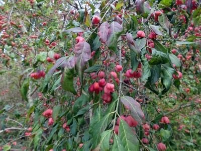 Potsdam - Schloss Sanssoucie