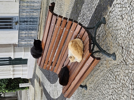 Cemitério dos Pratzeres - Friedhofskatzen