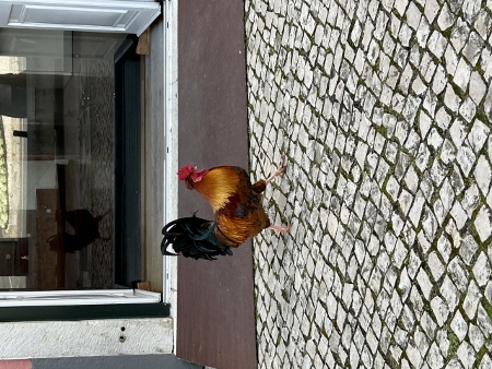 Cascais - der Hahn im Dorf