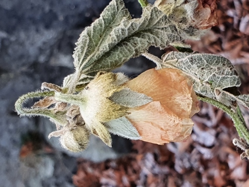 Freizeitpark Skansen