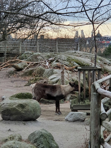 Freizeitpark Skansen - Tierpark
