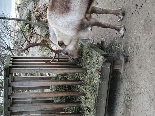 Freizeitpark Skansen - Tierpark