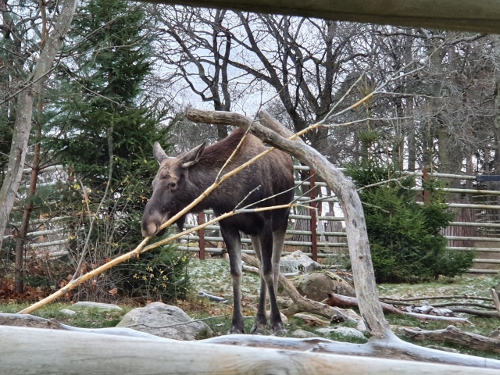 Freizeitpark Skansen - Tierpark