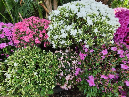 Schloß Schönbrunn - Palmenhaus