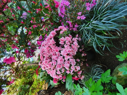 Schloß Schönbrunn - Palmenhaus