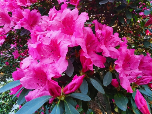 Schloß Schönbrunn - Palmenhaus