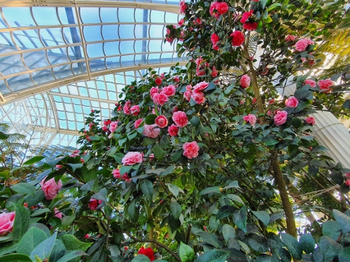 Schloß Schönbrunn - Palmenhaus
