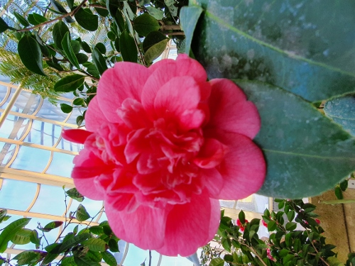 Schloß Schönbrunn - Palmenhaus