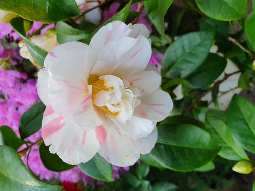 Schloß Schönbrunn - Palmenhaus