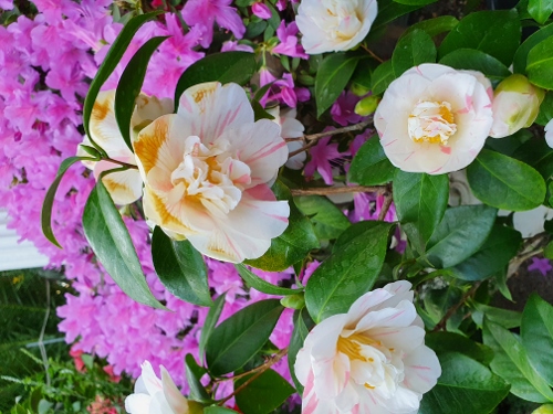 Schloß Schönbrunn - Palmenhaus