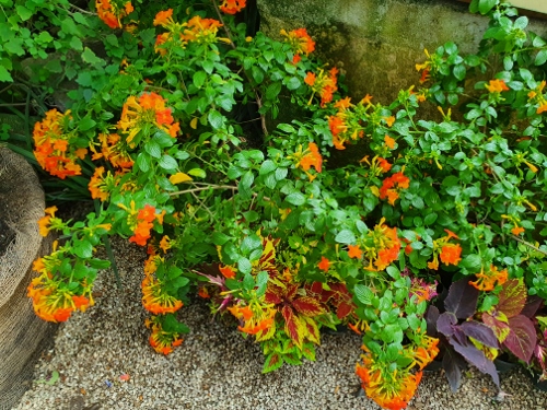 Schloß Schönbrunn - Palmenhaus