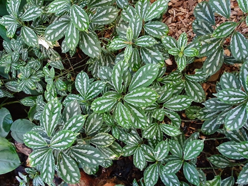 Schloß Schönbrunn - Palmenhaus