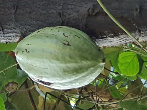 Schloß Schönbrunn - Palmenhaus